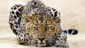 Leopard Staring wallpaper
