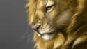 Nature animals lions wallpaper