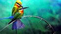 Nature forest birds bee eaters wallpaper