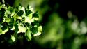 Nature leaves plants depth of field blurred background wallpaper