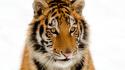 Portrait Of A Tiger wallpaper
