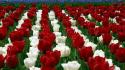 Red white flowers tulips wallpaper