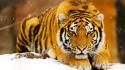 Siberian Snow Tiger wallpaper