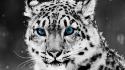 Snow Blue Eye Leopard wallpaper