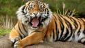Sumatran Dangerous Tiger wallpaper