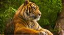 Sumatran Tiger wallpaper