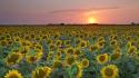 Sunset nature fields texas sunflowers wallpaper