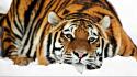 Tiger Hd 1080p Hd wallpaper