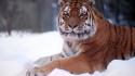 Tiger Snow wallpaper