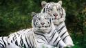 White Bengal Tigers Screen wallpaper