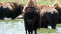 Animals bison nature wallpaper