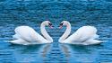 Animals lakes love swans wallpaper