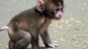Baby animals monkeys nature wallpaper