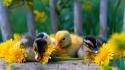 Baby birds duckling ducks nature yellow flowers wallpaper