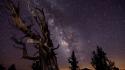 Nebulae outer space stars trees wallpaper