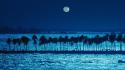Puerto rico landscapes moonlight nature palm trees wallpaper