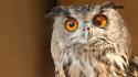 Animals birds derp owls wallpaper