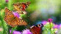 Animals butterflies nature wallpaper