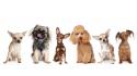 Animals chihuahua dogs miniature pinscher pekinese wallpaper