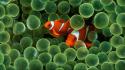 Animals clownfish fish sea anemones wallpaper