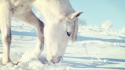 Animals horses snow white wallpaper