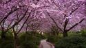 Cherry blossoms nature paths trees wallpaper