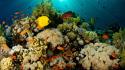 Coral reef fish nature underwater wallpaper