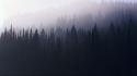 Forests mist wallpaper