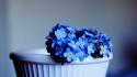Forgetmenots blue flowers potted plant wallpaper