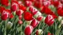 Nature red flowers tulips wallpaper