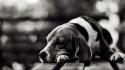 Animals beagle dogs monochrome nature wallpaper