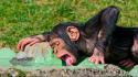 Animals chimpanzee licking monkeys nature wallpaper
