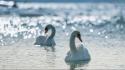 Birds bokeh lakes swans white wallpaper