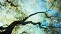 Blurred branches depth of field macro nature wallpaper