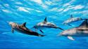 Dolphins mammals nature underwater wallpaper