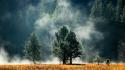 Fields fog forests trees wallpaper