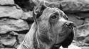 Mastiff animals cane corso dogs grayscale wallpaper