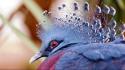 Victoria crowned pigeon birds feathers nature red eyes wallpaper