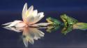 Amphibians frogs lily pads water lilies wallpaper