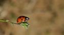 Animals depth of field insects ladybirds nature wallpaper