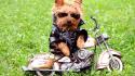 Animals dogs funny grass motorbikes wallpaper