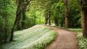 Avenue flowers forests paths roads wallpaper