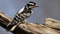 Birds nature woodpecker wallpaper