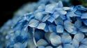 Blue bokeh flowers hydrangea macro wallpaper
