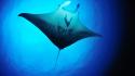 Fish manta ray rays underwater wallpaper