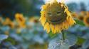 Flowers funny nature smiley sunflowers wallpaper