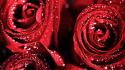 Flowers nature red roses water drops wallpaper
