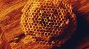 Honeycomb macro nature wood wallpaper