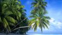 Maldives beaches islands landscapes palm trees wallpaper