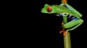 Redeyed tree frog amphibians frogs wallpaper